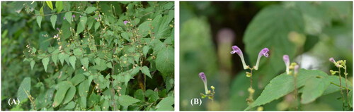 Figure 1. S. franchetiana H.Lév. (These photographs were taken by Prof. Weikai Gao). (A) S. franchetiana in its natural habitat (B) The flowers of S. franchetiana.