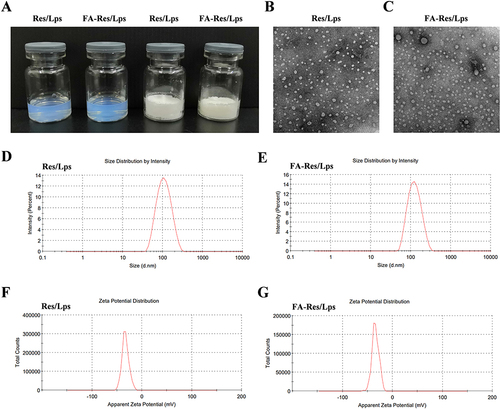 Figure 1 Characterization of FA-Res liposomes. (A) Photographs of Res liposomes and FA-Res liposomes. (B and C) The TEM images of Res liposomes and FA-Res liposomes. (D and E) Particle size distribution of Res liposomes and FA-Res liposomes. (F and G) Zeta potential of Res liposomes and FA-Res liposomes.