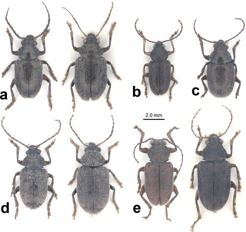 Fig. 2. Dorsal views of the male holotype and one female paratype of Dematotrichus hirtus sp. nov. (a), the male holotype of D. pubescens sp. nov. (b), the male holotype of D. capillaris sp. nov. (c), the male holotype and one female paratype of D. comatulus sp. nov. (d), and the male holotype and one female paratype of D. villosus sp. nov. (e).