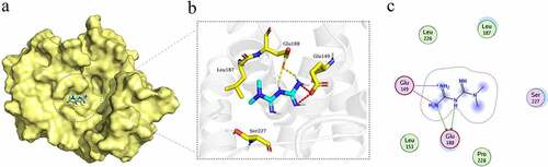 Figure 6. The molecular mock docking of Metformin and CCNE1. (a) Overall structural view of CCNE1 with Metformin, wherein Metformin was embedded in CCNE1 protein. (b) Detailed interaction view between CCNE1 and Metformin, wherein electrostatic interaction and hydrogen bonding are shown as red and yellow dashed line, respectively. (c) 2D interaction view between CCNE1 and Metformin, wherein electrostatic interaction and hydrogen bonding interaction are shown as red and green rows, respectively.