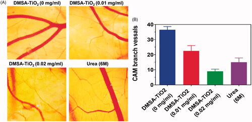 Figure 7. (A) Representative images of chicken chorioallantoic membrane (CAM) vessels. Angiogenesis inhibition by DMSA-TiO2 in a model of CAM. Fertilized eggs were incubated and humidified for 8 days before ex vivo cultures. Then, sterile filter paper soaked (0.01 and 0.02 mg/ml) and Urea 6 M coated the embryos for 24 h. Saline was comprised as references. (B) The branch number of chicken chorioallantoic membrane (CAM) vessels. Scale bar 1 mm.