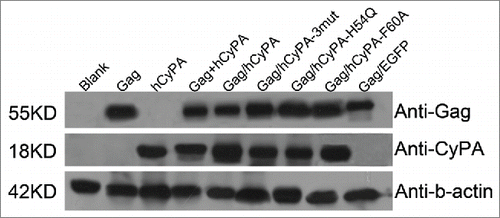 Figure 1. Vaccine antigens expressed in vitro. Each lane was loaded with the lysed proteins from transfected products. From left to right: blank control, p4.0-Gag, p4.0-hCyPA, p4.0-Gag + p4.0-hCyPA, p4.0-Gag/hCyPA, p4.0-Gag/hCyPA-3mut, p4.0-Gag/hCyPA-H54Q, p4.0-Gag/hCyPA-F60A, and p4.0-Gag/EGFP. All plasmids were transfected into 293T cells separately, and cells were harvested 48 h later for western blot analysis. Anti-Gag, anti-CyPA, and anti-β-actin antibodies were used to test each protein expression. Results are representative of 2 independent experiments.
