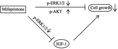 Figure 6 The flow diagram of the effect of mifepristone on signaling pathways related to IGF-1 in uterine leiomyoma cells.