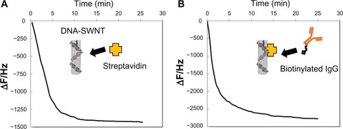 Figure 2 Typical frequency changes for (A) streptavidin immobilized to DNA-SWNT according to the quartz crystal microbalance sensor, and (B) binding of biotinylated anti-human IgG to the streptavidin-immobilized DNA-SWNT according to the quartz crystal microbalance sensor.Abbreviation: SWNT, single-walled carbon nanotubes.