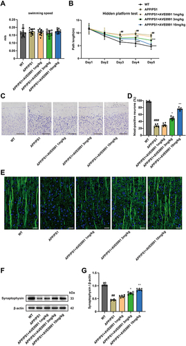 Figure 2 AVE 0991 attenuates cognitive deficits and neuron death in AD mice. (A) The swimming speed and (B) the path length were evaluated by MWM test for 5 days in mice injected with AVE 0991 (n = 12). (C) Neurons injuries in the cortex of mice injected with AVE 0991 were detected via Nissl staining. Scale bar, 100 μm (n = 6). (D) Quantitative analysis of Nissl-positive neurons was shown as bar chart (n = 6). (E) The protein expression of MAP-2 (green) in the brain cortex of mice injected with AVE 0991 were detected via Immunofluorescence staining. Nuclei subjected to DAPI-staining. Scale bar, 20 μm (n = 6). (F) The protein expression of synaptophysin in the brain cortex of mice injected with AVE 0991 was evaluated by Western blot analysis. β-actin was used as the loading control (n = 6). (G) Quantitative analysis of synaptophysin protein level was shown as bar chart (n = 6). All data are presented as mean ± SEM. ##P < 0.01 and ###P < 0.001 vs the WT group; *P < 0.05, **P < 0.01, ***P < 0.001 and ***P < 0.0001 vs the APP/PS1 group.