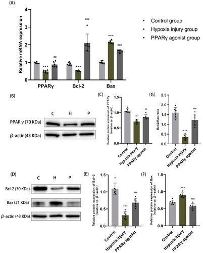 Figure 2. Expression of PPARγ and apoptosis-related factors Bcl-2 and Bax in renal tissues. (A) qRT-PCR analysis of mRNA expression of PPARγ, Bcl-2 and Bax in each group of kidney tissues. (B, C) Western blot analysis of PPARγ protein expression in renal tissue. (D-F) Western blot analysis of protein expression of apoptosis-related factors Bcl-2 and Bax. (G) The ratio of Bcl-2 to Bax (Bcl-2/Bax) in renal tissue, as determined by Western blot analysis. Data are expressed as mean ± SD, n = 6/group. ***p < .001 compared with the control group; ##p < .01, ###p < .001 compared with the hypoxia injury group. C: Control group; H: Hypoxia injury group; P: PPARγ agonist group.