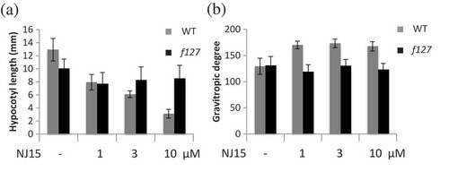 Figure 1. f127 showed lower sensitivity to NJ15 than WT Arabidopsis.Seeds of WT and f127 plants were grown vertically in 1/2 MS medium containing NJ15 at the concentrations indicated in the figure. After four days, these plates were turned 90° from their initial orientation and allowed to grow for one day. Then, (a) hypocotyl length and (b) gravitropic response of the shoots were measured. Data are means ± SD (n = 12). Experiments were repeated three times independently, and similar results were obtained.