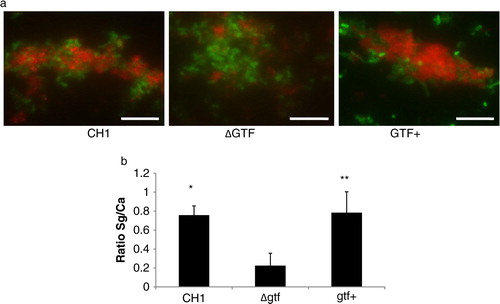 Fig 5 A gtfG deletion mutant has an attenuated C. albicans biofilm binding phenotype. S. gordonii CH1 wild type, mutant and complemented gtfG strains were tested in their ability to adhere to a preformed 4 h C. albicans biofilm in saliva-supplemented media. Panel (a) depicts S. gordonii wild type (CH1), mutant (ΔGtf) and complemented (Gtf+) (red) strains binding to C. albicans (green), after immuno-FISH staining. Bar=50 µm. Panel (b) depicts the mean ratio of red/green fluorescence signal in eight microscopic fields per condition, set up in duplicate, after image J quantification. *p=0.0003 and **p=0.04, for a comparison with wild type and complemented strains, respectively.