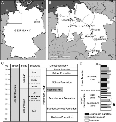 FIGURE 1. Geographic and stratigraphic information. A, B, maps of geographic location. C, Cenomanian to Turonian lithostratigraphic subdivision in Lower Saxony (compiled after Niebuhr et al., Citation2007, and Ogg et al., Citation2016). D, lithological section of the upper Cenomanian–lower Turonian transition formerly exposed in the HPCF II quarry of Hanover-Misburg (after Ernst et al., Citation1984; Maisch and Lehmann, Citation2000), with stratigraphic position of †Diprosopovenator hilperti, gen. et sp. nov., indicated by the star.