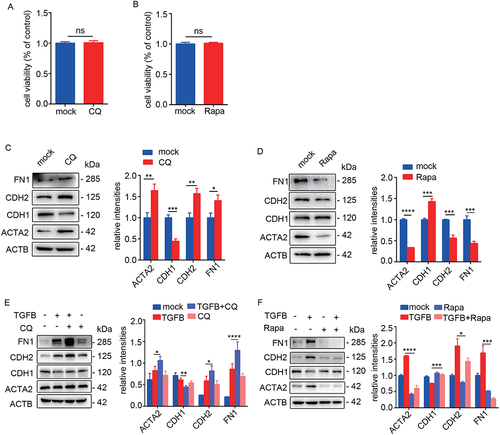 Figure 2. Inhibition of autophagy promotes EEC-EMT and activation of autophagy prevents EEC-EMT. (A) The cell viability in IK cells incubated with CQ (50 μM) for 48 h detected by CCK-8. (B) The cell viability in IK cells incubated with Rapamycin (Rapa, 100 nM) for 48 h detected by CCK-8. (C) Left: The protein levels of ACTA2, CDH1, CDH2, FN1 in EECs (n = 3) incubated with CQ (50 μM) for 48 h detected by Western blotting. Right: Relative band intensities analyzed by ImageJ. (D) Left: The protein levels of ACTA2, CDH1, CDH2 and FN1 in EECs (n = 3) incubated with rapamycin (Rapa, 100 nM) for 48 h detected by Western blotting. Right: Relative band intensities analyzed by ImageJ. (E) Left: The protein levels of ACTA2, CDH1, CDH2 and FN1 in EECs (n = 3) incubated with CQ in the presence of TGFB for 48 h detected by Western blotting. Right: Relative band intensities analyzed by ImageJ. (F) Left: The protein levels of ACTA2, CDH1, CDH2 and FN1 in EECs (n = 3) incubated with rapamycin in the presence of TGFB for 48 h detected by Western blotting. Right: Relative band intensities analyzed by ImageJ. Error bars, mean ± SEM. *P < 0.05, **P < 0.01, ***P < 0.001, ****P < 0.0001, ns: no significant difference.