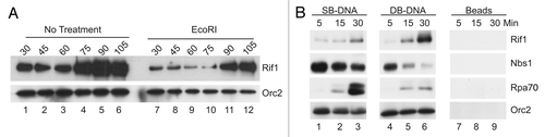 Figure 3 Rif1 is a chromatin-binding protein. (A) Egg extracts containing sperm nuclei were incubated in the absence (lanes 1–6) or presence of EcoRI (lanes 7–12). At the indicated times (min), chromatin fractions were isolated and immunoblotted for Rif1 and Orc2. (B) Streptavidin beads conjugated with SB-DNA (lanes 1–3), DB-DNA (lanes 4–6) or no DNA (lanes 7–9) were incubated in egg extracts. At the indicated times, aliquots of egg extracts were collected. Beads were isolated with a magnet, washed with chromatin isolation buffer and immunoblotted for the indicated proteins.