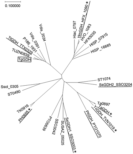 Fig. 1. A phylogenetic tree of archaeal NAD(P)-GDHs.Notes: A phylogenetic tree of the archaeal NAD(P)-GDHs and their homologous sequences available in the NCBI database was constructed using ClustalW. The sequence of a protein which has been characterized as a threonine dehydrogenase (PH0655) is included. The GDH proteins which have been biochemically characterized are underlined. The asterisks denote the GDH proteins whose structures have been solved.