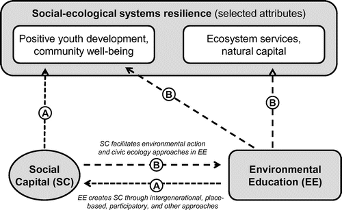 Figure 1. The relationship between environmental education, social capital, and social-ecological systems resilience (adapted from ideas expressed in Ahn and Ostrom Citation2008; Ballantyne, Connell, and Fien Citation2006; Eccles and Gootman Citation2002; Jensen and Schnack Citation1997; Krasny and Tidball Citation2009b; Putnam Citation1995; Reid et al. Citation2008; Walker and Salt Citation2006).Notes: Pathway A: EE programs, in particular those using intergenerational, participatory, community, and place-based approaches, may create social capital, which in turn leads to positive youth development and community well-being.Pathway B: Social capital facilitates collective action in environmental action and civic ecology approaches to EE, which in turn enhance ecosystem services and natural capital.Community well-being, ecosystem services, and natural capital are components of resilient social-ecological systems.