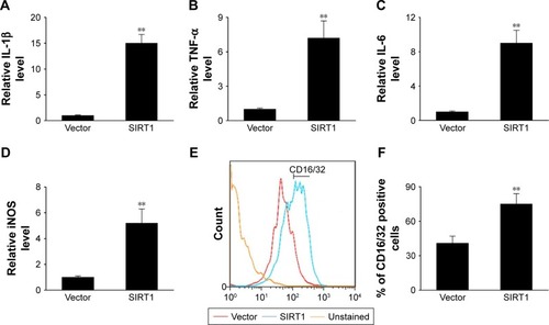 Figure 2 SIRT1 promoted M1 macrophage polarization in vitro.Notes: RAW 264.7 macrophages were transfected with SIRT1 or vector and were subsequently activated utilizing 100 ng/mL LPS and 20 ng/mL IFN-γ for 24 hours. The expression of IL-1β (A), TNF-α (B), IL-6 (C), and iNOS (D) were assessed by qPCR in RAW 264.7 macrophages. (E, F) FC was used to evaluate expression of the biomarker CD16/32 associated with M1. Results are displayed as mean ± SEM, **P<0.01 vs vector group.Abbreviations: LPS, lipopolysaccharide; TNF, tumor necrosis factor; iNOS, inducible nitric oxide synthase; FC, flow cytometry; SEM, standard error of mean.