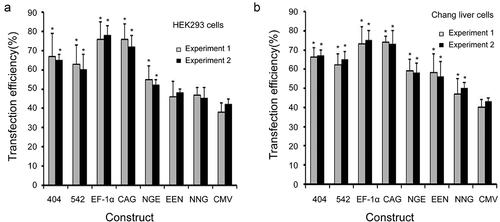 Figure 2. Transfection efficiency in transfected HEK 293 and Chang liver cells.