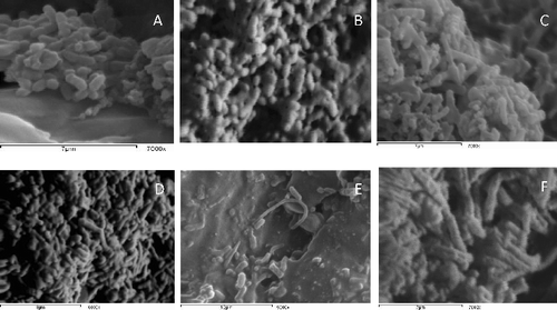 Figure 2. SEM of Salmonella enterica serovar Typhimurium and S. enterica srovar Enteritidis interact with aqueous seeds extract of Moringa perigrina. A: S. Typhimurium control; B: after 6 h; C: after 24 h. D: S. Enteritidis control; E: after 6 h; F: after 24 h.