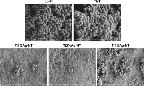 Figure 7 SEM images of Staphylococcus aureus cells after incubation for 1 day on the cp-Ti, TNT, and TiAg-NT samples.Abbreviations: cp-Ti, commercial pure titanium; TNT, titania nanotubes; TiAg-NT, TiAg alloys with nanotubular coverings; SEM, scanning electron microscopy.