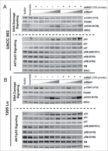 Figure 4. Targeting AKT3 and WEE1 increased p53 while reducing FOXM1 and CDK1 signaling. (A) and (B). Knockdown of WEE1 kinase led to a dose-dependent decrease in the phosphorylation of its substrate CDK1. Dose-dependent increase in the phosphorylation of H2AX was observed. Consequently, this resulted in increased p53, p21 as well as p27 levels, which are known to be inhibitory to cell proliferation. ERK2 served as a control for equal protein loading.
