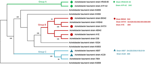 Figure 8 Evolutionary analysis of A. baumannii strains both positive in mNGS and CMT. Among the 17 cases, 15 were clustered in group B or group C, strain XH731 (7 cases of 17, 41.18%) and AB07 (5 cases of 17, 29.41%) were dominant strains.