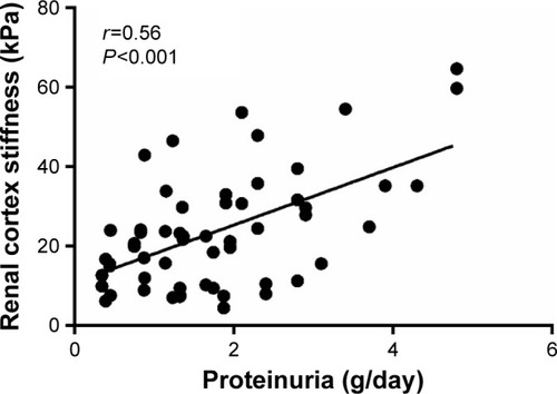 Figure 3 The positive correlation between renal cortex stiffness and daily proteinuria.