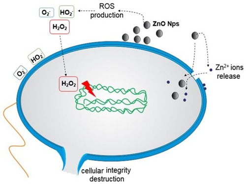 Figure 2 Suggested mechanisms of action of ZnO NPs against bacteria. (1) ZnO NPs release Zn2+ ions, which can be internalised into the bacterial cell and disrupt the enzymatic system. (2) ROS production (causing the destruction of cellular components such as DNA, proteins and lipids): O2− and HO2− (do not penetrate the membrane, but direct contact causes damage) and H2O2 (internalised). (3) Internalisation within the bacteria cell and direct contact cause damage such as the loss of cellular integrity.