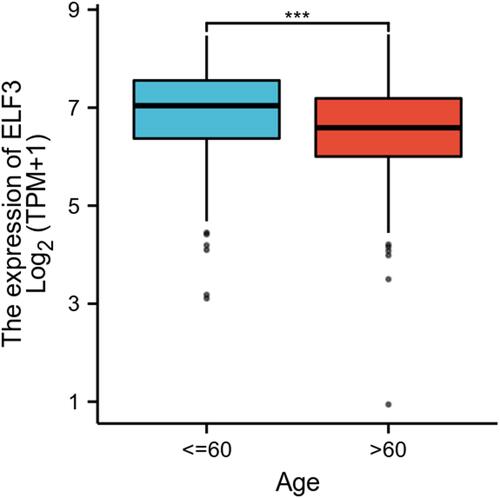 Figure 2 The relationship between ELF3 expression and age of OC patients. Significance markers: ***p<0.001.