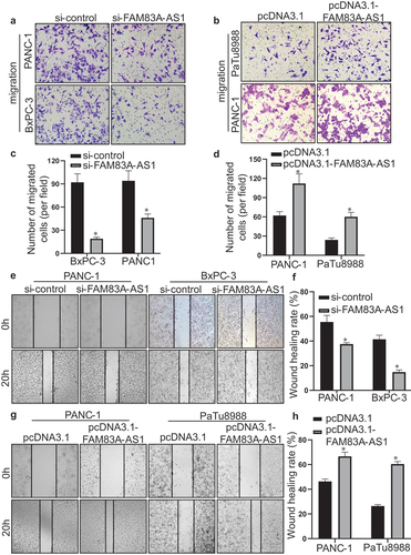 Figure 4. Fam83A-AS1 enhances the migration ability of pancreatic cancer cells.