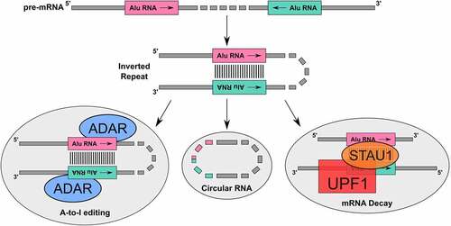 Figure 3. Schematic of an inverted repeat alu RNA. these structures arise when two different alu RNA sequences on a single pre-mRNA are transcribed anti-parallel to each other. due to their homology and orientation, these sequences can complementary base pair to form an inverted repeat. the formation of an inverted repeat alu RNA can also occur in a trans-acting mechanism, whereby alu RNA from two separate molecules interact to generate the double stranded structure [Citation70]. inverted repeat alu RNA are targets for gene regulation as targets for STAU1 in mRNA decay, A-to-I editing by ADAR proteins, as well as precursors to back-splicing to allow for circular RNA formation [Citation44,Citation54,Citation70]
