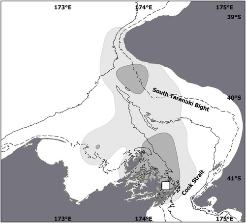 Figure 3. Foraging areas of Motuara Island little penguins during incubation stage in 2015. The light grey area represents the home range (95% UD), the dark grey the focal area (50% UD). Study colony is shown by the white square. The dashed line is 50 m bathymetric contour; the solid line is 100 m.