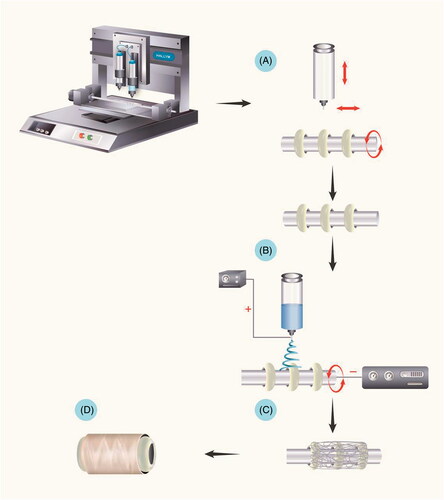 Figure 1. Fabrication of the oesophageal scaffold reinforced by 3D-printed rings. The scaffold blended with reinforcement rings was fabricated by combining 3D printing and electrospinning methods. (A) The first step involved the fabrication of PCL rings on a stainless rod. (B and C) After creating the serial PCL rings, tubular PCL was collected from electrospinning. (D) The final oesophageal scaffold with reinforced rings. Abbreviations: PCL: Poly ε-caprolactone.