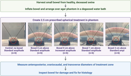 Figure 1. Experimental design five treatment groups were used to investigate the effects of histotripsy treatment through gas blockage. From left: Control treatments without blockage, bowel positioned 0 cm above the agar phantom at both normal and double amplitude, and bowel positioned 1 and 2 cm above the phantom. The therapeutic beam path is denoted by the dotted lines. A 2.5 cm diameter spherical treatment (red circle) was prescribed in each phantom. Following histotripsy treatment, the bowel was inspected for gross and microscopic signs of damage.