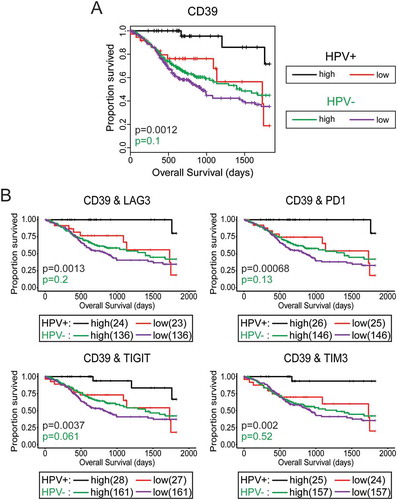 Figure 9. High CD39 gene transcript level is strongly associated with improved survival in treatment naïve patients with HPV+head & neck carcinomas. Overall survival of patients within the HPV+ and HPV- cohorts were dichotomized by median expression of CD39. Concordant levels of CD39 and multiple markers of T-cell exhaustion was strongly associated with survival in patients with HPV+ head & neck carcinomas. Overall survival of patients within the HPV-positive cohort dichotomized by median transcript levels of the indicated pairs of T-cell exhaustion markers. Comparison between groups was made by the 2-sided log-rank test. Red = low expression of the indicated gene in HPV+ samples, Black = high expression of the indicated gene in HPV+ samples, Purple = low expression of the indicated gene in HPV- samples, Green = high expression of the indicated gene in HPV- samples.