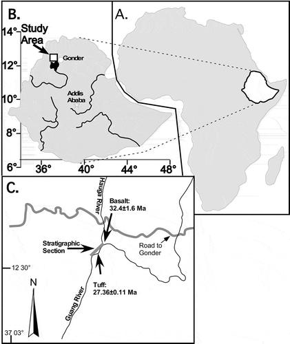 Figure 1. Locality map. A. Location of Ethiopia in Africa. B. The study area, Gonder, and the current capital city, Addis Ababa. Major rivers are shown, including the Blue Nile and its source, Lake Tana, to the immediate south of the study area. C. Location of the Guang and Hauga Rivers, and measured section shown in Figure 2.