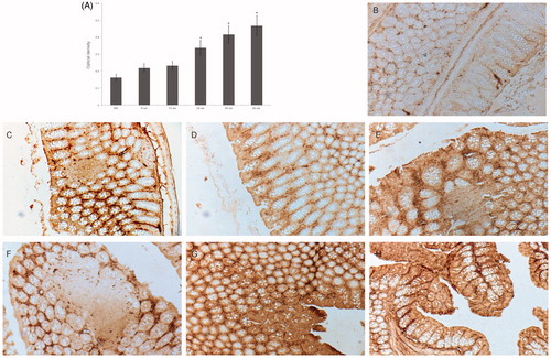 Figure 3. Immunohistochemical analyses of β-catenin expression in ENDO exposed mice. (A) Level of β-catenin expression in microscope fields, assessed via optical density. HC = healthy control. Among ENDO hosts, *p < 0.05 for Week 6 samples vs. those at Weeks 24, 30 and 42. (B–H) Representative DAB-stained sections from each group. (B) Week 24, healthy control: weak staining of regenerating epithelial cells. (C) Week 6, ENDO mouse: increased staining of β-catenin-accumulating crypts. (D) Week 12, ENDO mouse: crypts beginning to change structure, staining is stronger in crypts with changed structure closer to intestinal lumen. (E) Week 24, ENDO mouse: aberrant crypt formation with increase in number of β-catenin-accumulating cells and staining intensity in aberrant crypts. (F) Week 30 (six week post-final dose), ENDO mouse: β-catenin-accumulating cell staining with levels stronger in cells closer to intestinal lumen. (G) Week 42 (18 weeks post-final dose, ENDO mouse: strong staining in dysplastic aberrant crypt foci. (H) Week 30 (six week post-final dose), DMH mouse (positive control for strong inflammation): polyp formation, staining is more notable in crypts associated with polyps. Magnification =10×.