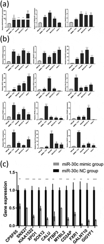 Figure 5. Preliminary validation of miR-30 c-centered ceRNA regulatory network. (a) The lncRNAs upstream of miR-30 c (NUTM2B-AS1, MAPKAPK5-AS1, and SNHG16) were highly expressed in HCC cell lines. (b) Differential expression of 12 miR-30 c target genes (CPSF6, SNX27, KIAA1522, XPO1, SOX12, CALU, PTBP3, MYBL2, CD2AP, FXR1, GALNT10, and GIGYF1) in HCC cell lines. (c) After transfection with miR-30 c mimic, the expression levels of 12 miR-30 c target genes were down-regulated