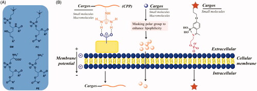 Figure 1. (A) Structures of major membrane lipids (sphingomyelin (SM), phosphatidylcholine (PC), phosphatidylethanolamine (PE) and phosphatidylserine (PS)). (B) A simplified representative illustration of uptake mechanisms through interaction with lipid.