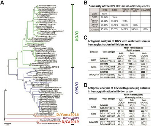 Figure 1. D/CA2019 is genetically and antigenically distinct from previously known lineages of IDV. (A) Maximum-likelihood phylogenetic tree for the HEF segments of IDVs. Nucleotide sequences of the HEF segment were aligned and analysed using MEGA-X, with 1000 bootstrap replicates. Bootstrap scores of at least 50 were shown to the left of the major nodes. Scale bar represents the number of substitutions per site. The branch of three D/CA2019 isolates from California was indicated in red colour. Lineages and their representative strains were labelled with different colours. New IDV isolates used in this study were bolded. (B) Similarities of amino acid sequences of the IDV HEF gene were analysed in the DNAMAN_8 software. Antigenecity of D/CA2019-lineage viruses was analysed by using rabbit (C) and guinea pig (D) antisera in HI assay. HI titres were mean titres from four independent experiments. Standard errors of the mean (SEM) were shown in parentheses.