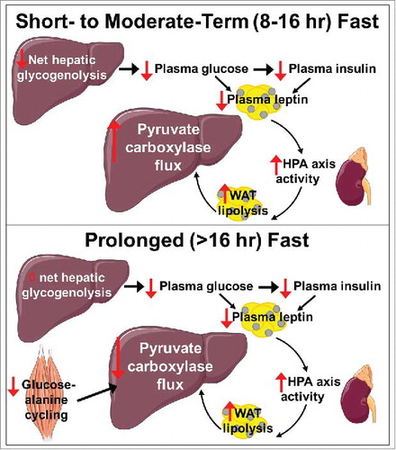 Figure 1. Proposed mechanism of a glucose-fatty acid cycle permitting the maintenance of adequate plasma glucose concentrations in the short-term and prolonged fasted states. WAT, white adipose tissue; HPA, hypothalamic-pituitary-adrenal axis. Liver, adrenal, and muscle images were obtained from Servier Medical Art.
