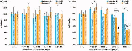 Figure 4. Cell viability of parental and OxR cells measured immediately after HDAPPs- induced photothermal therapy (A) and 24 h after treatment (B). ‘§’ indicates statistical significance between the identified group and the no nanoparticle group. § indicates statistical significance between the laser and non-laser treated groups within the same cell line and nanoparticle concentration. NL indicates no laser and L indicates the application of the laser stimulation.*Signifies that there are statistical differences between oxaliplatin resistant cells treated with laser (L) compared to without (NL), or in the case of the highest nanoparticle concentration, that there are differences in the oxaliplatin sensitive cells treated with laser (L) versus without (NL).