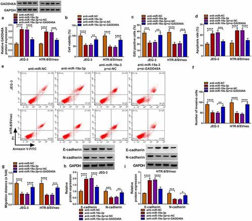 Figure 6. Inhibition of miR-19a-3p suppressed trophoblast cell development via increasing the GADD45A level. JEG-3 and HTR-8/svneo cells were performed with transfection of anti-miR-NC, anti-miR-19a-3p, anti-miR-19a-3p+si-NC or anti-miR-19a-3p+gadd45a. (a) Western blot was conducted to examine the protein expression of GADD45A. (b-c) CCK-8 assay and EdU assay were applied to measure cell viability (b) and proliferation (c). (d-e) Flow cytometry was implemented to evaluate cell apoptosis. (f-g) Transwell assay and wound healing assay were performed to determine invasion (f) and migration (g). (h-i) E-cadherin and N-cadherin protein analysis was carried out via western blot. Experiments were repeated for three times with three parallels. *P <0.05, **P <0.01, ***P <0.001, ****P <0.0001.