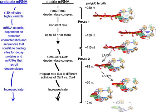 Figure 3. Schematic of model deadenylation pathways in mammalian cells. Model pathways for unstable mRNAs (left) and stable mRNAs (middle) derived from studies of reporter constructs and certain cellular mRNAs (see text). Classic stable mRNAs which have a paucity of destabilizing elements, follow a default pathway with biphasic deadenylation kinetics. The PAN2/3 initiates and carries out the first phase on nascent poly(A) tails of ~250 nucleotides with regular or constant rate depicted by straight downward arrow. After trimming to poly(A) lengths of 150–110 residues the mRNAs become preferred substrates of the CCR4-CAF1-NOT1 deadenylase complex CCR4-CNOT [.Citation125,Citation129] whose rate is irregular as depicted by the curved arrow. Unstable mRNAs, e.g., with AREs and/or miRNA binding sites in their 3ʹ UTR actively recruit deadenylases. Many mRNAs bear sequence elements or are engaged by other means that lead to active recruitment of the PAN2/3 and/or CCR4-NOT deadenylase complexes (see [Citation134] and refs therein). The CCR4 and CAF1 deadenylase subunits of the CCR4-CNOT complex exhibit different types of deadenylase activity; CCR4 is active on poly(A) that is bound by PABP whereas CAF1 is active only on unbound substrate. Such differences as well as loss of cooperative interactions between PABP monomers and progressive instability on poly(A) contribute to the associated irregular and accelerating rates of deadenylation [Citation88,Citation129,Citation143]. mRNA decay and translation rates are also coupled via codon content relative to tRNA activity [Citation143]. Right: Schematized mRNP-PABP complexes with different poly(A) lengths. Diagonal green arrows depict poly(A) lengths representing those found by SM-PAT-seq profiling to be altered in cells in which LAReP4 was present or absent [Citation149]. Two effects were observed; poly(A) length phasing of ribosomal protein-mRNAs suggested apparent impediment of conversion of mRNPs with presumed four PABPs to three PABPs in the presence of LARP4. Time-course profiling revealed apparent impediment of conversion of mRNPs with three PABPs to two PABPs in the presence of LARP4[Citation149]
