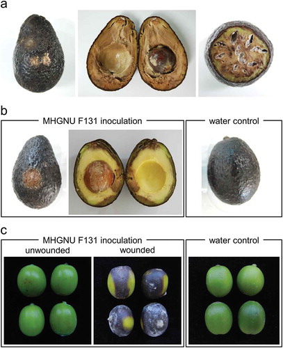 Fig. 1 (Colour online) Symptoms caused by Colletotrichum kahawae subsp. ciggaro on (a) avocado fruit from a commercial market in South Korea, (b) avocado fruit inoculated with a fungal isolate (MHGNU F131) from the fruit above causing identical symptoms, and (c) coffee berries inoculated with the same isolate causing symptoms similar to coffee berry disease