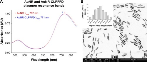 Figure 1 UV-visible and TEM characterization.Notes: (A) UV-visible spectra characterization. AuNR (blue line) produces a longitudinal 512 nm peak and a transverse 762 nm peak (blue arrow). After conjugation with the CLPFFD peptide, the AuNR-CLPFFD (red line) presented a shift to a longitudinal 514 nm peak and a transverse 771 nm peak (red arrow). The graphic representation shows the peak displacement, indicating the conjugation of the CLPFFD peptide to the surface of the AuNR. (B) Characterization of the shape and aspect ratio of AuNR-CLPFFD. A representative TEM image of AuNR-CLPFFD showing the cylindrical shape of the nanoparticles is presented. The inset shows the aspect ratio histogram of the observed nanoparticles. The average aspect ratio, which was 5±0.9 (length/width), was determined by measuring 150 nanoparticles in different images.Abbreviations: TEM, transmission electron microscopy; AuNR, gold nanorod.