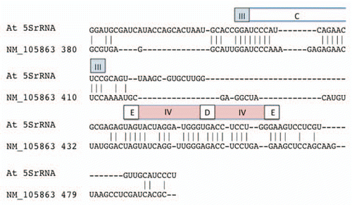 Figure 2 Alignment of the alternative exon of Arabidopsis TFIIIA to Arabidopsis 5SrRNA. The alternative exon sequence is represented within Gen-Bank accession NM_105863 from nucleotide position 380 to 479. Regions corresponding to 5SrRNA secondary structure features are depicted above the sequence segment in which they are found. Elements are named according to the standard 5S rRNA nomenclature: helices are designated by roman numerals (III–V) in colored boxes; loop regions are designated by letters (C–E) in open boxes.