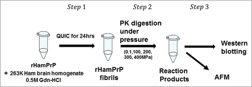 Figure 1. Illustration of the experimental procedure in the present work. Step1: rHamPrP was treated with brain homogenate of scrapie-infected hamster 263K brain homogenate to produce rHamPrP fibrils (the method of QUICCitation14). Step 2: rHamPrP fibrils were treated with proteinase K under different pressures at 25 °C. Step 3. The reaction products were subjected to analysis with western blotting and AFM. See Materials and Methods for more details.