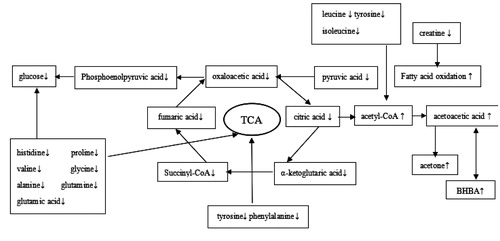 Figure 3. Metabolic pathways of amino acids for ketosis in dairy cows.