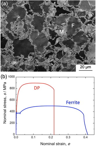 Figure 10. (a) SEM image of a dual-phase (DP) microstructure composed of soft ferrite (F) and hard martensite (M) in a low-carbon steel. (b) Stress-strain curves obtained by a tensile test at room temperature of the low-C steel having different microstructures, i.e. DP microstructure and mostly ferrite microstructure (with a small amount of pearlite) [Citation190] (Courtesy of Dr. Myeong-Heom Park of Kyoto University).