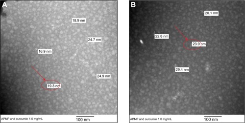 Figure 4 (A, B) Transmission electron microscopic images of a solution of curcumin-loaded amphiphilic nanoparticles (indicated by arrows) at 50,000× magnification (A and B).Abbreviations: APNP, amphiphilic peptide nanoparticles.