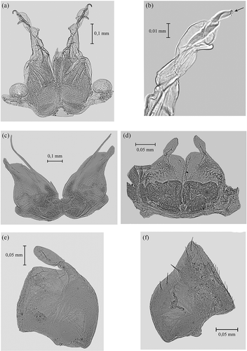 Figure 8. Spelaeoniscus akfadouensis sp. nov. Male. Holotype. (a) Exopodites and endopodites of the first pair of pleopods; (b) detail of the apex of the first pleopod endopodite; the arrow indicates the apical opening; (c) exopodites and endopodites of the second pair of pleopods; (d) exopodites of the third pair of pleopods; (e) exopodite of the fourth pair of pleopods; (f) exopodite of the fifth pair of pleopods.
