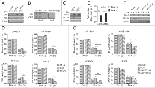 Figure 4. Inhibition of the BER pathway enhances TET-induced global DNA demethylation. (A) Western blot analysis showed siRNA-mediated TDG knockdown in D1 clone cells with or without Dox treatment (2 μg/ml, 3 days). (B) DNA dot blot assay showed that TDG knockdown increased genomic 5caC content but not 5hmC in D1 clone cells treated with Dox (2 μg/ml, 3 days). (C) Western blot analysis of γH2AX showed that TDG knockdown decreased DNA DSBs in D1 clone cells treated with Dox (2 μg/ml, 3 days). (D) TDG knockdown enhanced TET-induced DNA demethylation in D1 clone cells treated with Dox (2 μg/ml, 3 days). (E) TDG knockdown reversed cell growth inhibition in D1 clone cells treated with Dox (2 μg/ml, 3 days). The cell numbers were counted 3 days after Dox treatment and those of non-treated cells were set as 1. (F) Western blot analysis showed siRNA-mediated APEX1 knockdown in D1 clone cells with or without Dox treatment (2 μg/ml, 3 days). (G) APEX1 knockdown promoted TET-induced DNA demethylation in D1 clone cells treated with Dox (2 μg/ml, 3 days). Bisulfite-pyrosequencing was used for DNA methylation analysis. Error bars represent SD from 3 independent experiments. * P < 0.05, * *P < 0.01 by Student's t test.